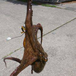 ストラクチャー狙い