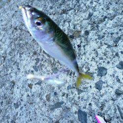 ショアジギング（小魚編）