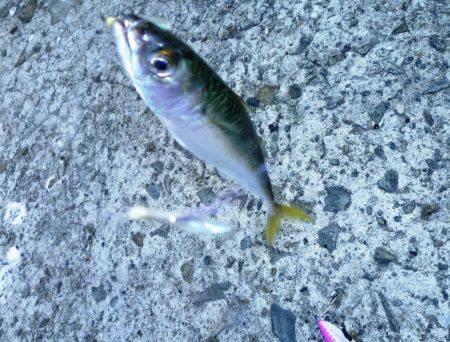 ショアジギング（小魚編）