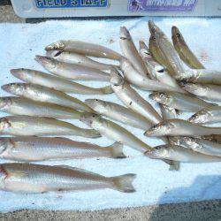 志筑バス停前でキス狙い