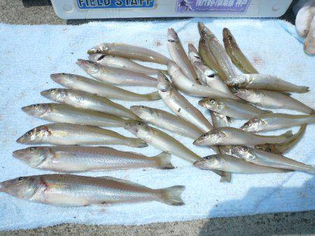 志筑バス停前でキス狙い