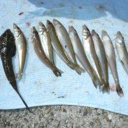 今回も夜釣りからキス狙い