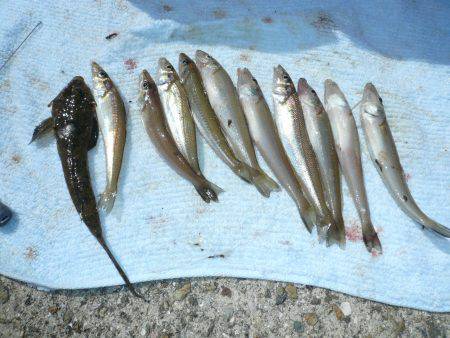 今回も夜釣りからキス狙い