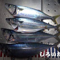 今日も釣りたい大サバ！