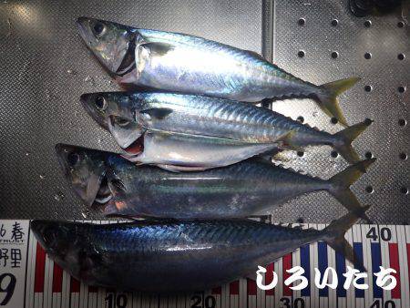 今日も釣りたい大サバ！