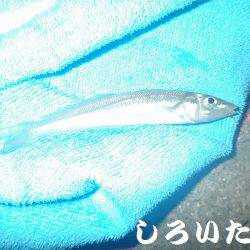 今日はキス狙い。