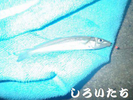 今日はキス狙い。