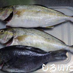 アコウ、キス、チャリコ、アジ、シオ、グレなどなど良く釣れました。