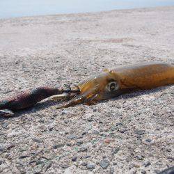 ちょこっとエギング