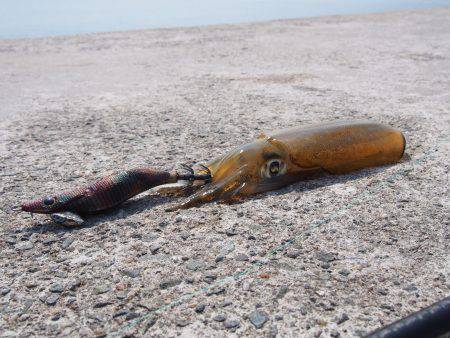 ちょこっとエギング