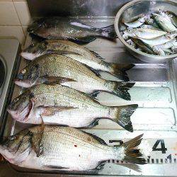良型クロダイ4枚&メジナ30cm!!