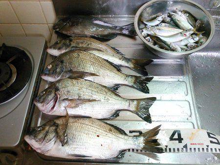 良型クロダイ4枚&メジナ30cm!!