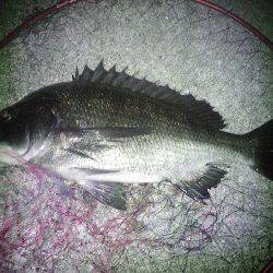 クロダイ45cm&メジナ30cm弱!!