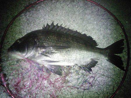 クロダイ45cm&メジナ30cm弱!!