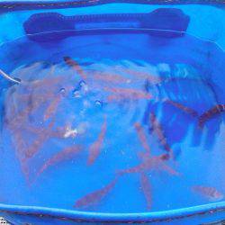 家族で短時間サビキ釣行