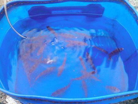 家族で短時間サビキ釣行