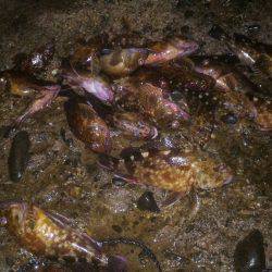 ガシラポンポン