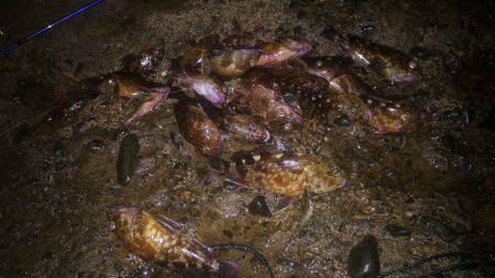 ガシラポンポン