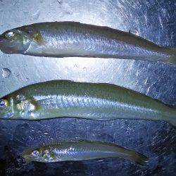 栗田海水浴場でキス釣り