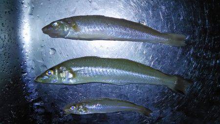 栗田海水浴場でキス釣り