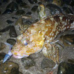 悪天候ガシラポンポン