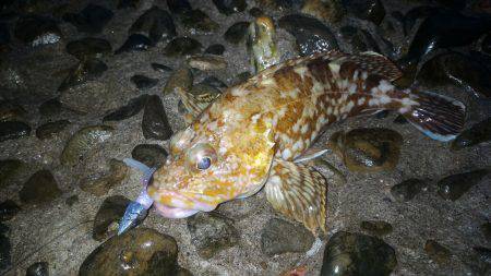 悪天候ガシラポンポン