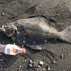 朝、三保サーフではヒラメ、アオリイカ　夜、焼津港タコのみ