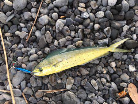 石津浜　２３日朝入れ食い　夕マヅメは微妙