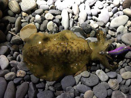 アオリイカまだまだ！ソウダガツオは好調