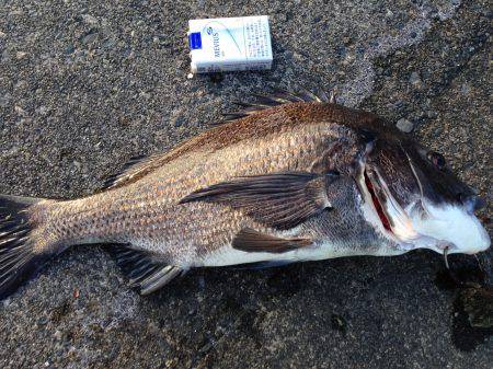 焼津港　クロダイ51㎝　その他タコ類