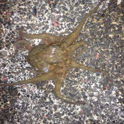 湾内ではタコ３匹太刀魚はシブいです。