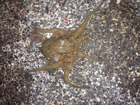 湾内ではタコ３匹太刀魚はシブいです。