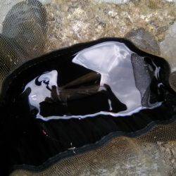 上桂川上黒田地区