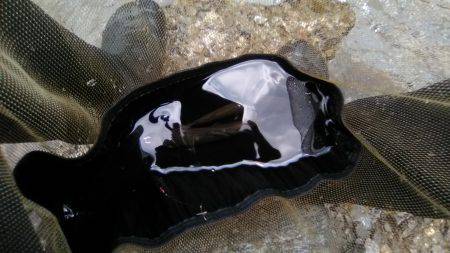 上桂川上黒田地区