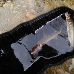 上桂川広河原地区・花背地区