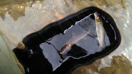 上桂川広河原地区・花背地区