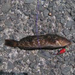 食品コンビナートでの釣り