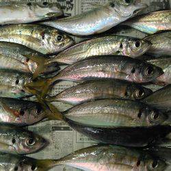 少し涼しくなったので鯵調査