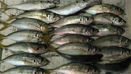 少し涼しくなったので鯵調査