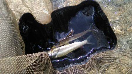 上桂川亀の甲橋