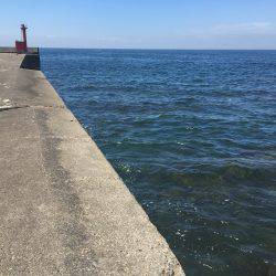 トウゴロウイワシ