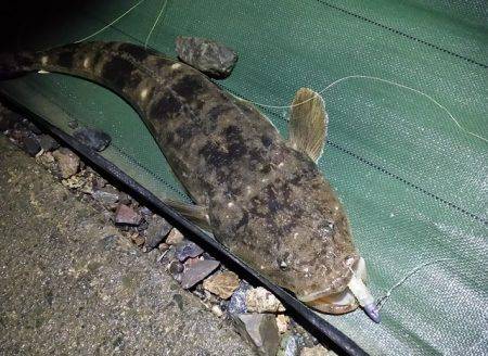 色々回ったけど反応薄かった～・・・