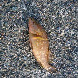 サビキでアコウがつれた。