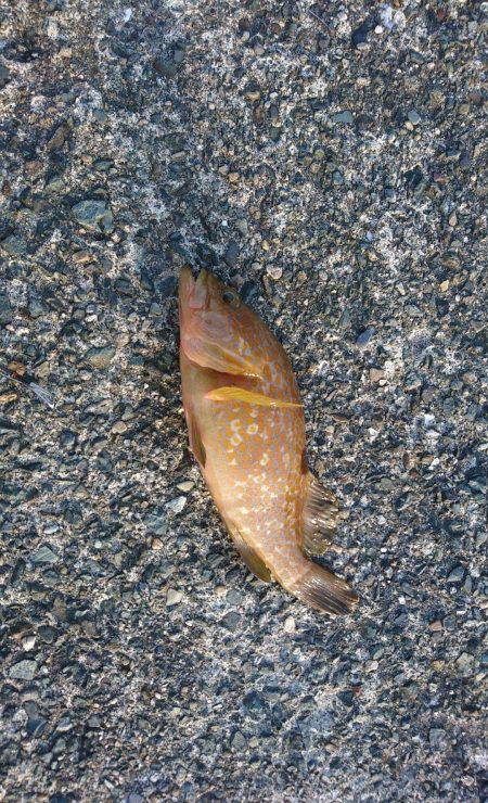 サビキでアコウがつれた。