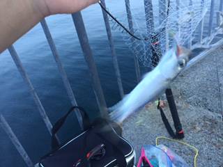 結局サバのみ。