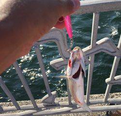 初☆ジグサビキ