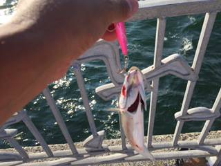 初☆ジグサビキ