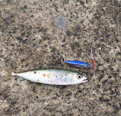 ♪サバサバ～。