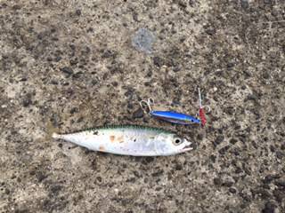 ♪サバサバ～。