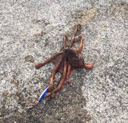 ジギングで・・・タコ。